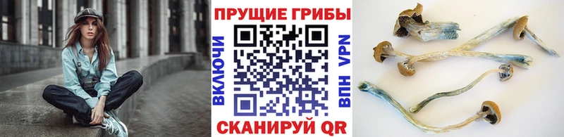 как найти закладки  Инза  Псилоцибиновые грибы мицелий 